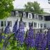 Sunset Hill House in Sugar Hill, white inn framed by purple lupines and trees