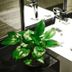 Dunhe Apartment Guangzhou sink with modern faucet and potted green plant in bathroom