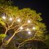 Gateway Chikmagalur in Chikamagalur: tree-lit outdoor dining under glowing lanterns at night