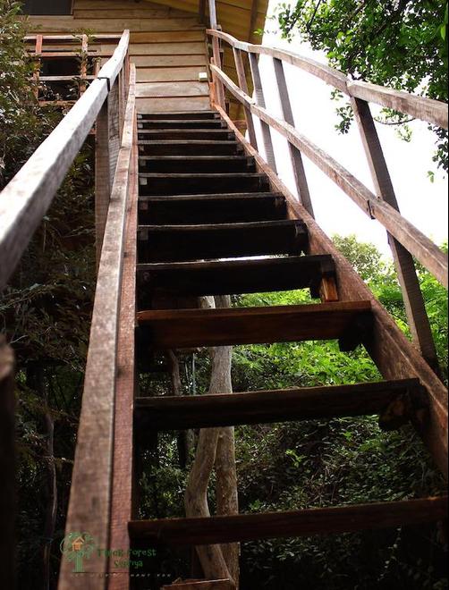 The Thick Forest - Sigiriya
