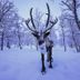 Snow Resort Kirkenes in Kirkenes with a reindeer standing in a snowy forest