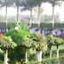 Hotel Buddha International in Bodh Gaya garden with manicured greenery and palm trees