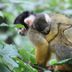 Aparthotel Ons Epen in Epen: monkey perched on a branch amid lush green foliage