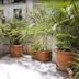 Hotel Zaragoza Plaza in San Sebastian courtyard with potted tropical plants and sunlit paved patio
