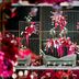 Millennium Hotel Sirih Jakarta in Jakarta, decorated event stage with pink floral arrangements and white sofa