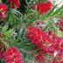 Gariwerd Motel, Halls Gap: close-up of red bottlebrush flowers and green foliage