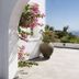Meli Meli in Thera with a white terrace, bougainvillea, potted plant, and distant sea view