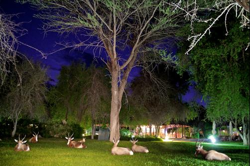 Mokuti Etosha Lodge - Etosha