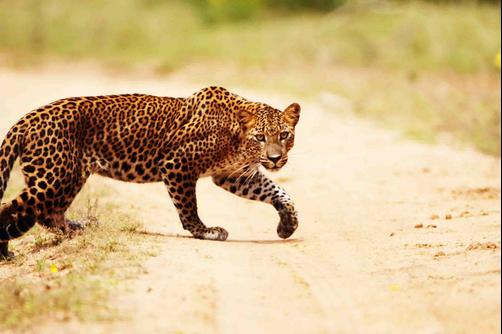 Wild Trails - Yala