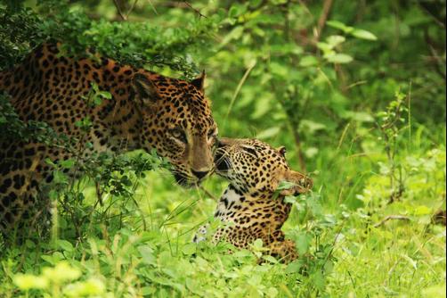Wild Trails - Yala