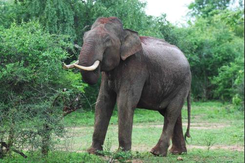 Wild Trails - Yala