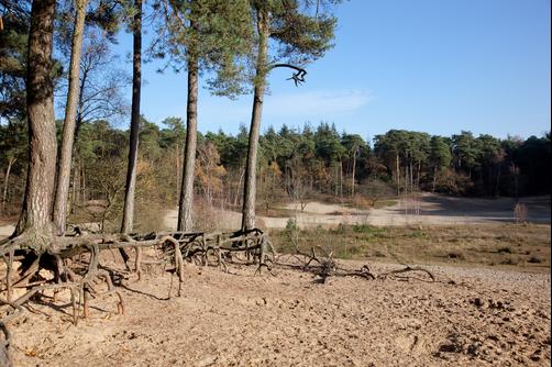 Hotel Bergse Bossen - Driebergen - Outdoors view