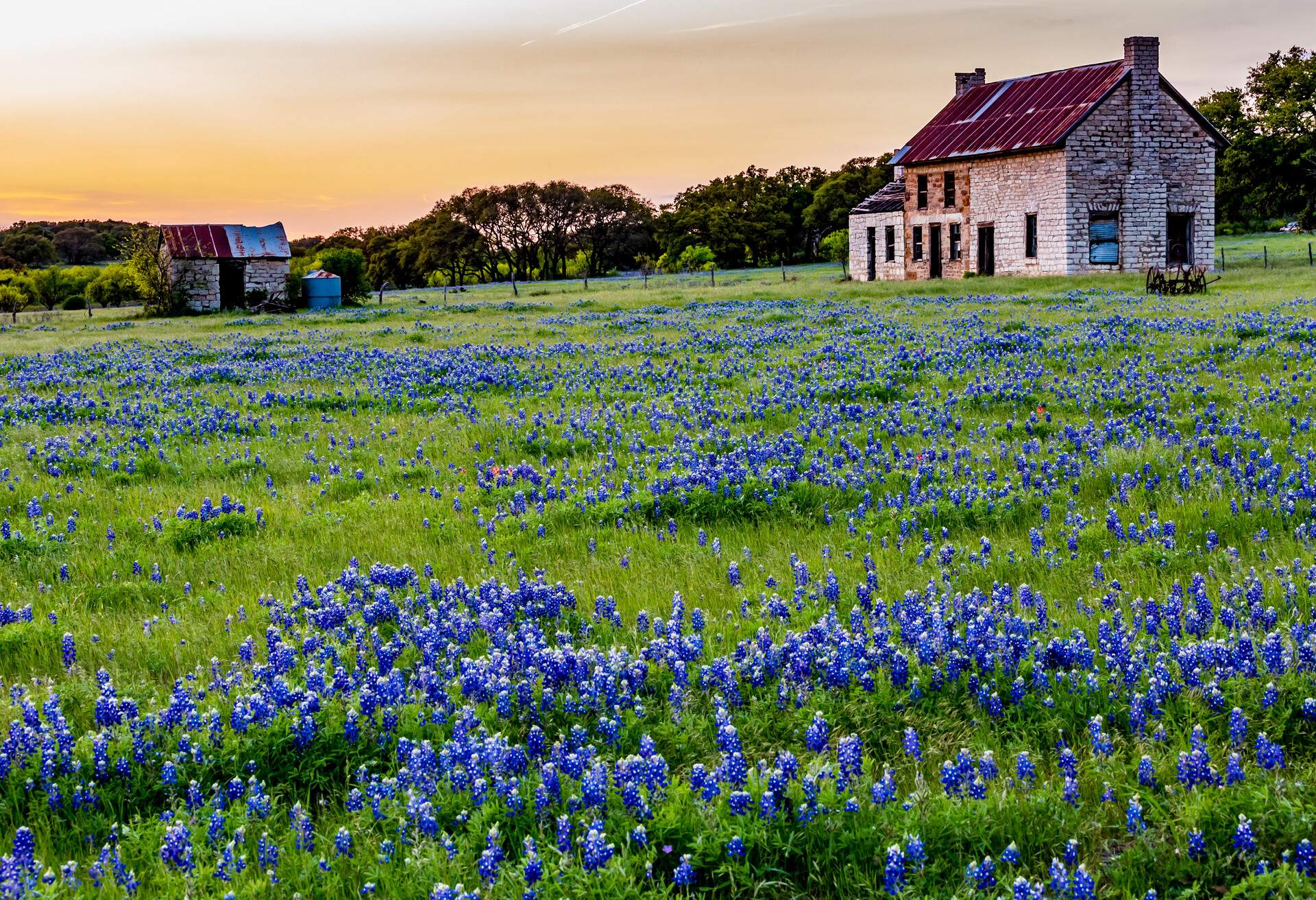 An Interesting Abandoned Old Rock Homestead in a Beautiful Field Loaded with the Famous Texas Bluebonnet (Lupinus texensis) Wildflowers at Sunset.; Shutterstock ID 596946629