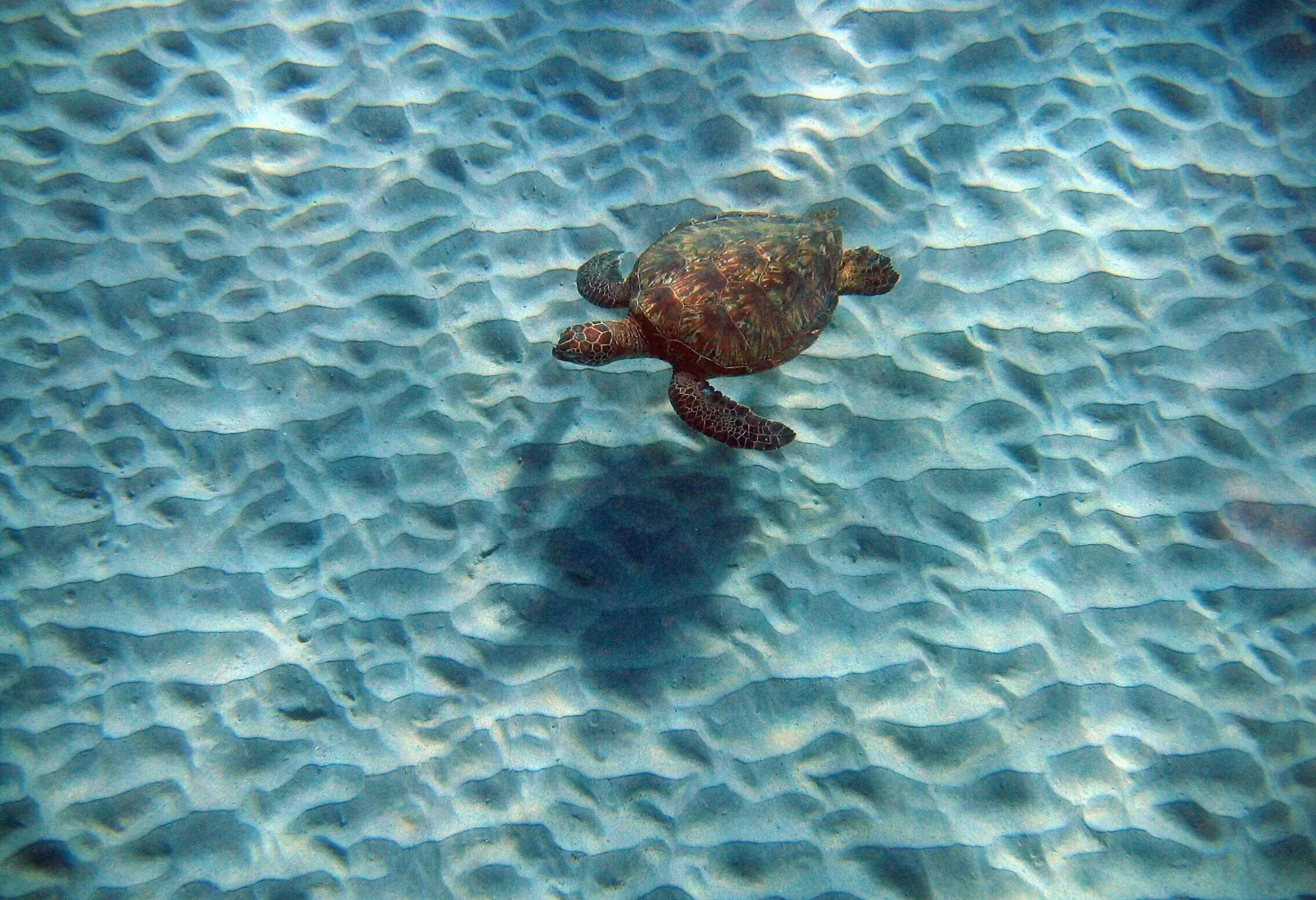A turtle in the turquoise water