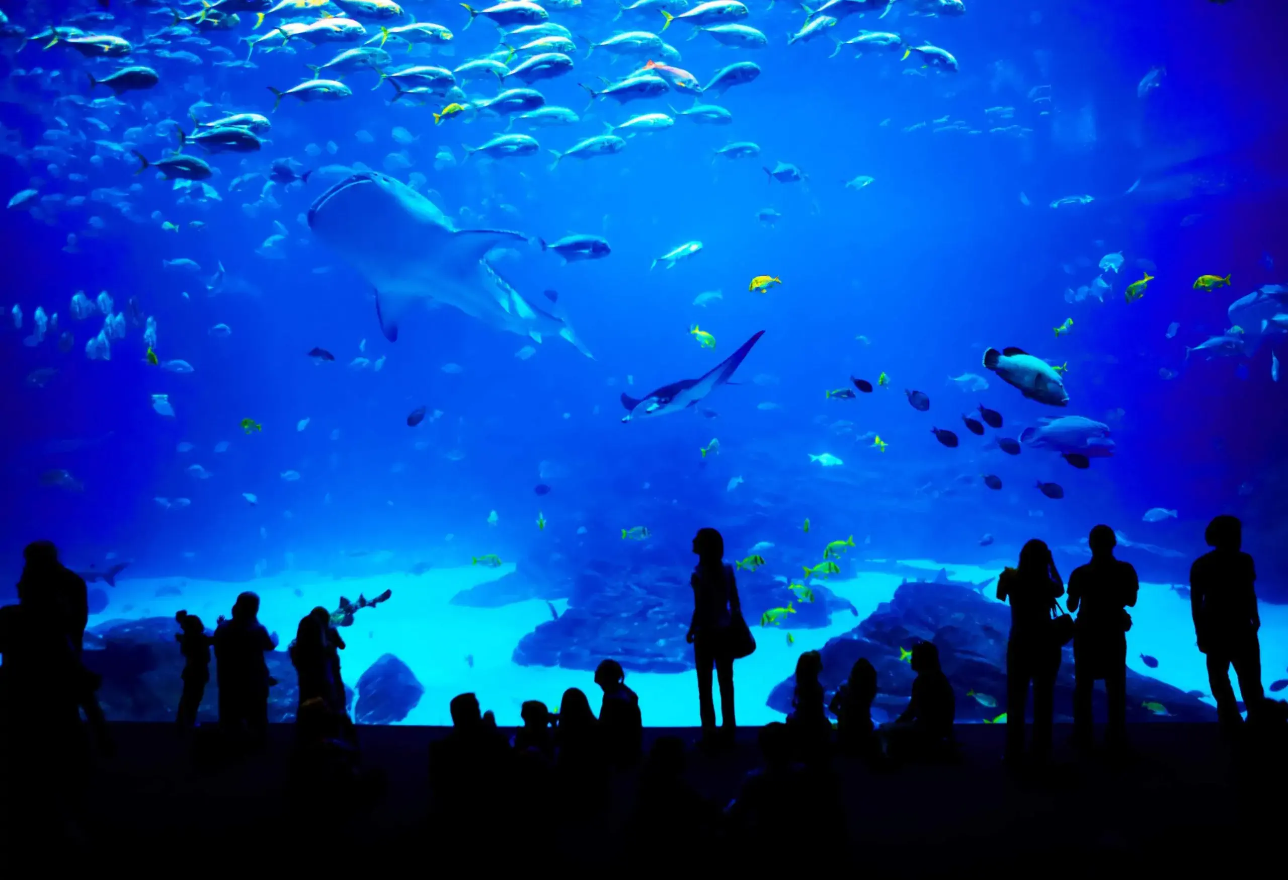 Silhouettes of people of various ages watching the sea animals swimming in the big lit aquarium.