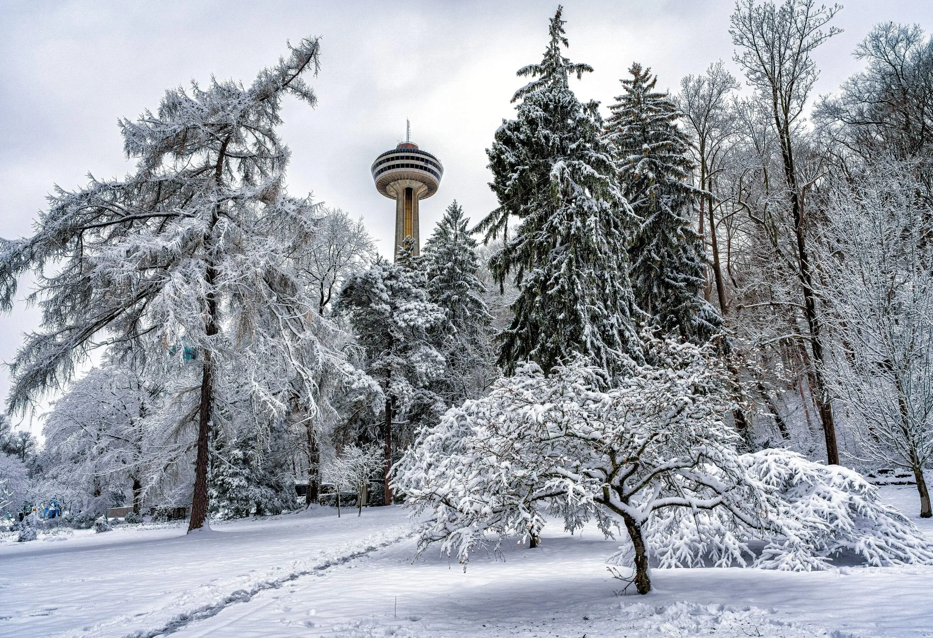 A ground view captures the pristine beauty of freshly fallen snow on trees, with the majestic Skylon Tower peeking through the wintry foliage.