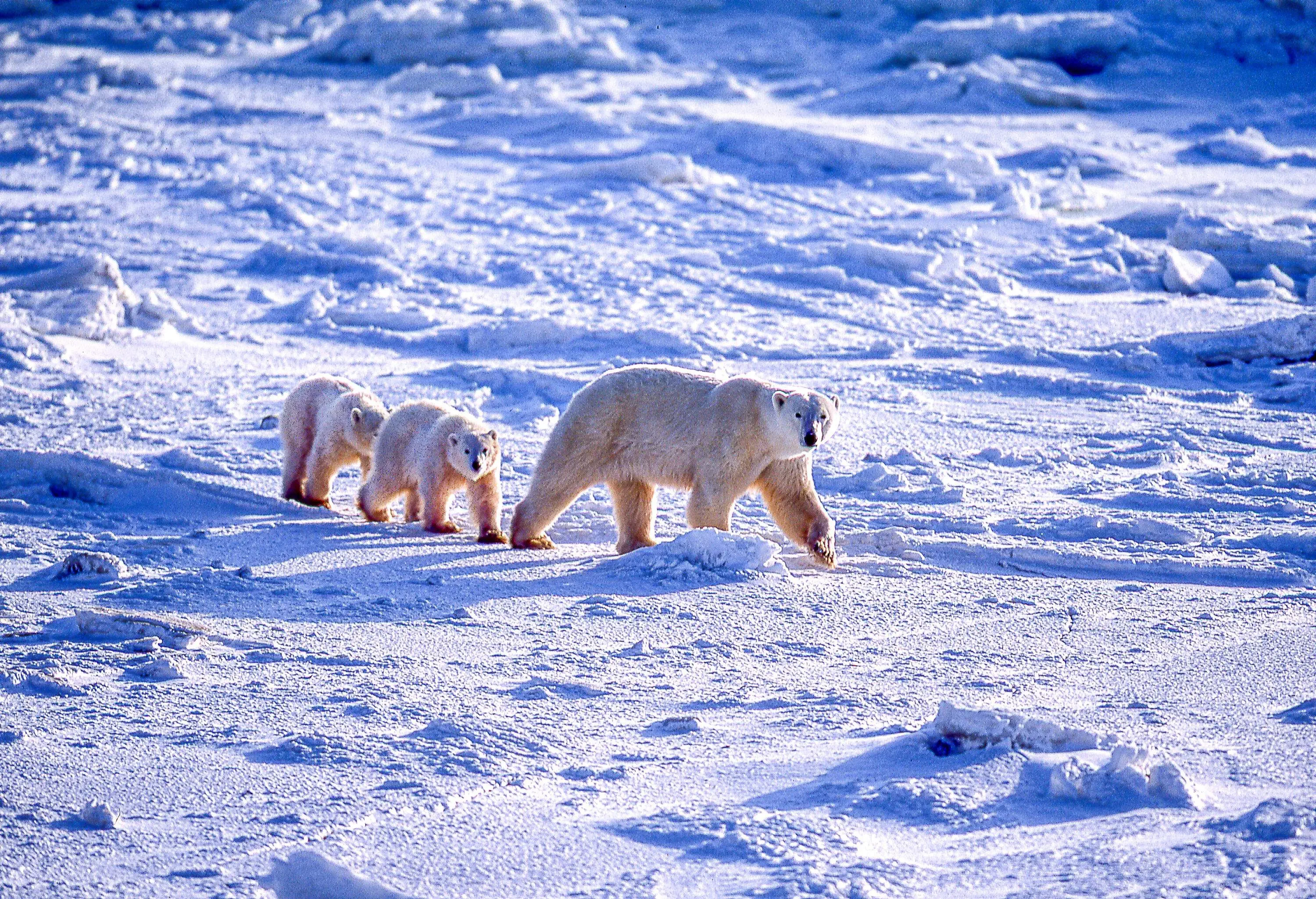 Three polar bears walking across a snowfield.