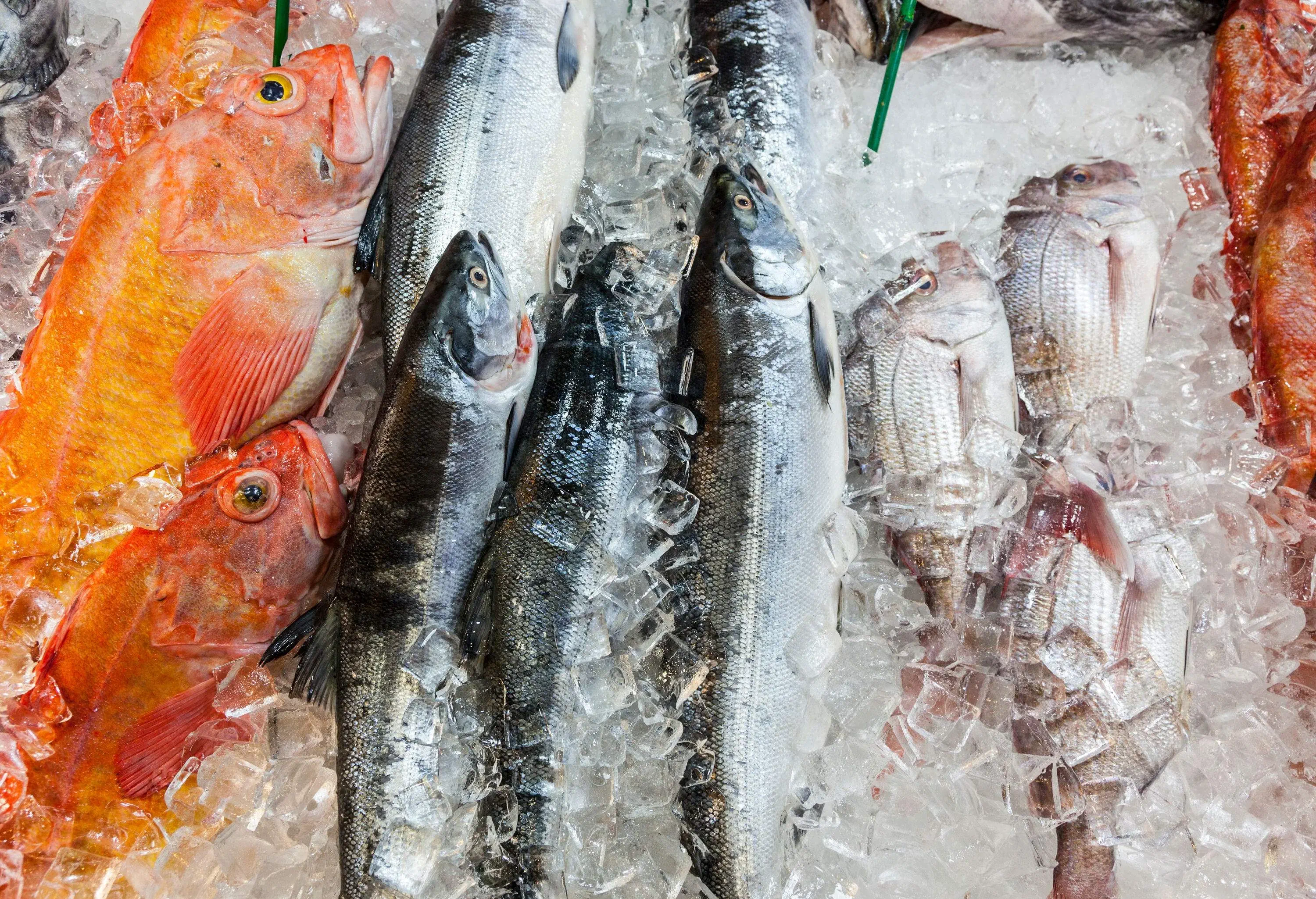 Different kinds of fresh fish immersed in iced water on the market.