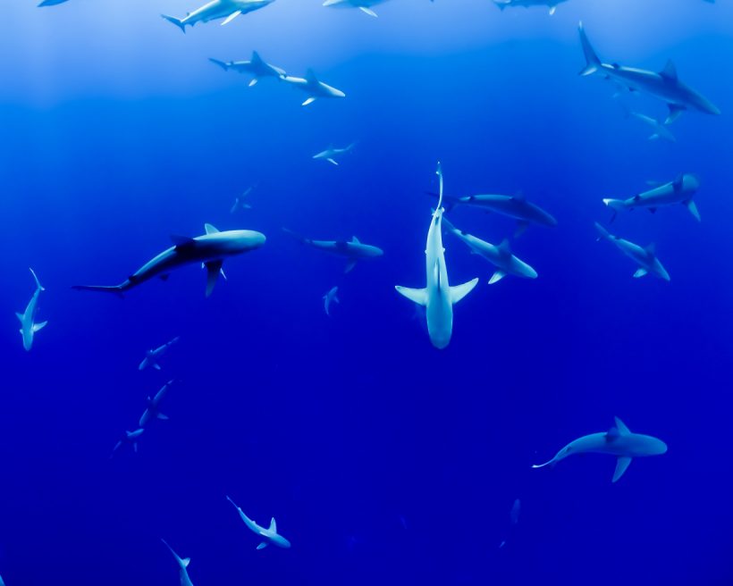 3 awesome destinations for shark sightings