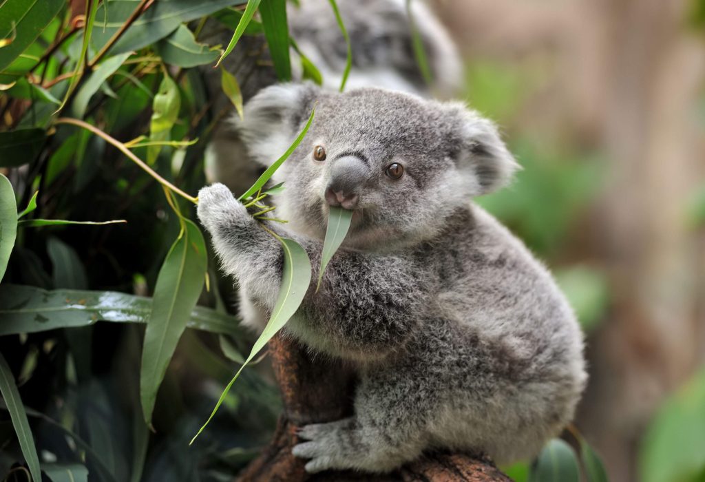 A close-up captures the endearing visage of a young koala bear, clinging to a tree with its velvety paws, as it gazes curiously at the world from its leafy, arboreal sanctuary.