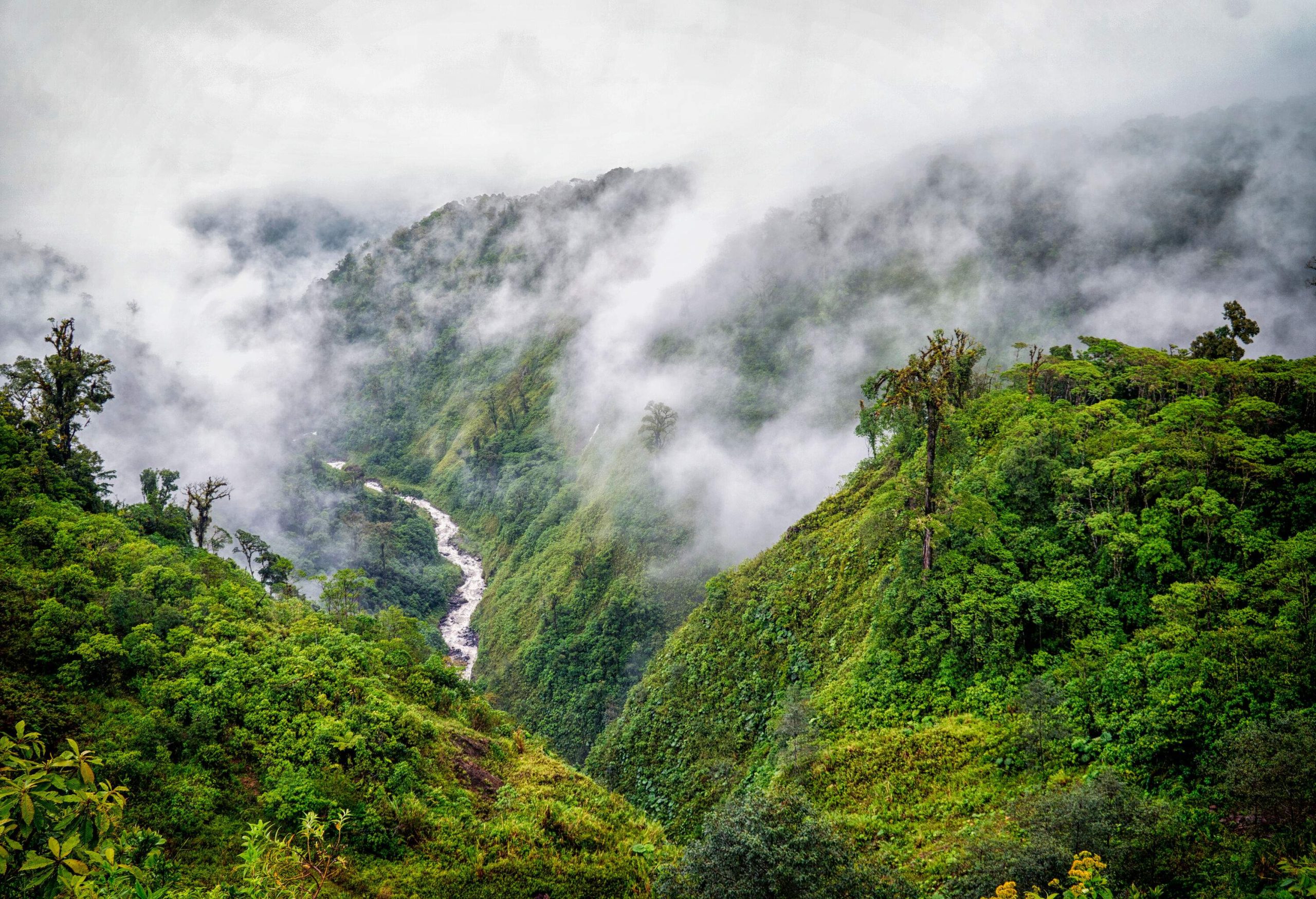 A river in a densely forested valley shrouded in thick fog.