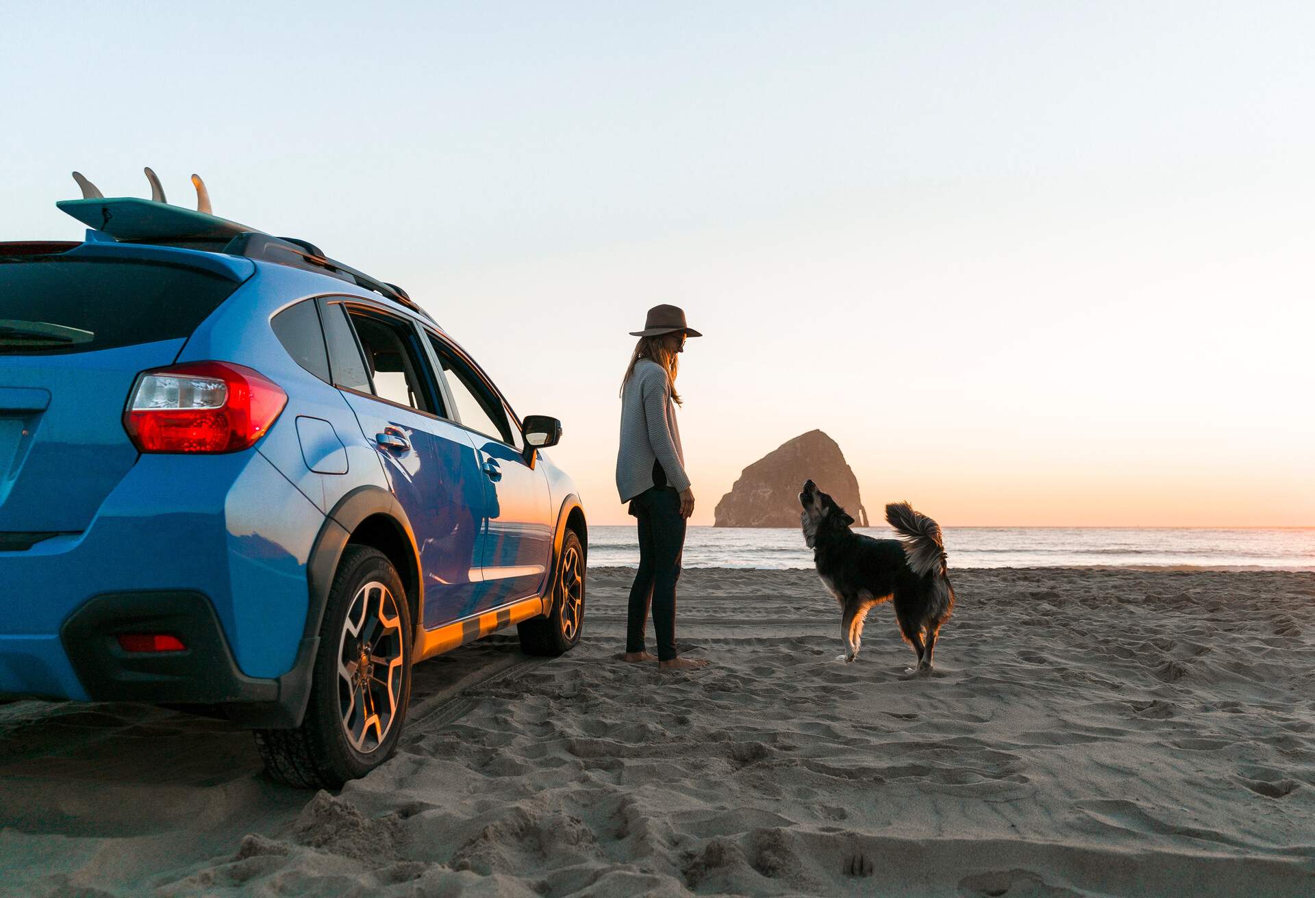 Trips sales with dogs