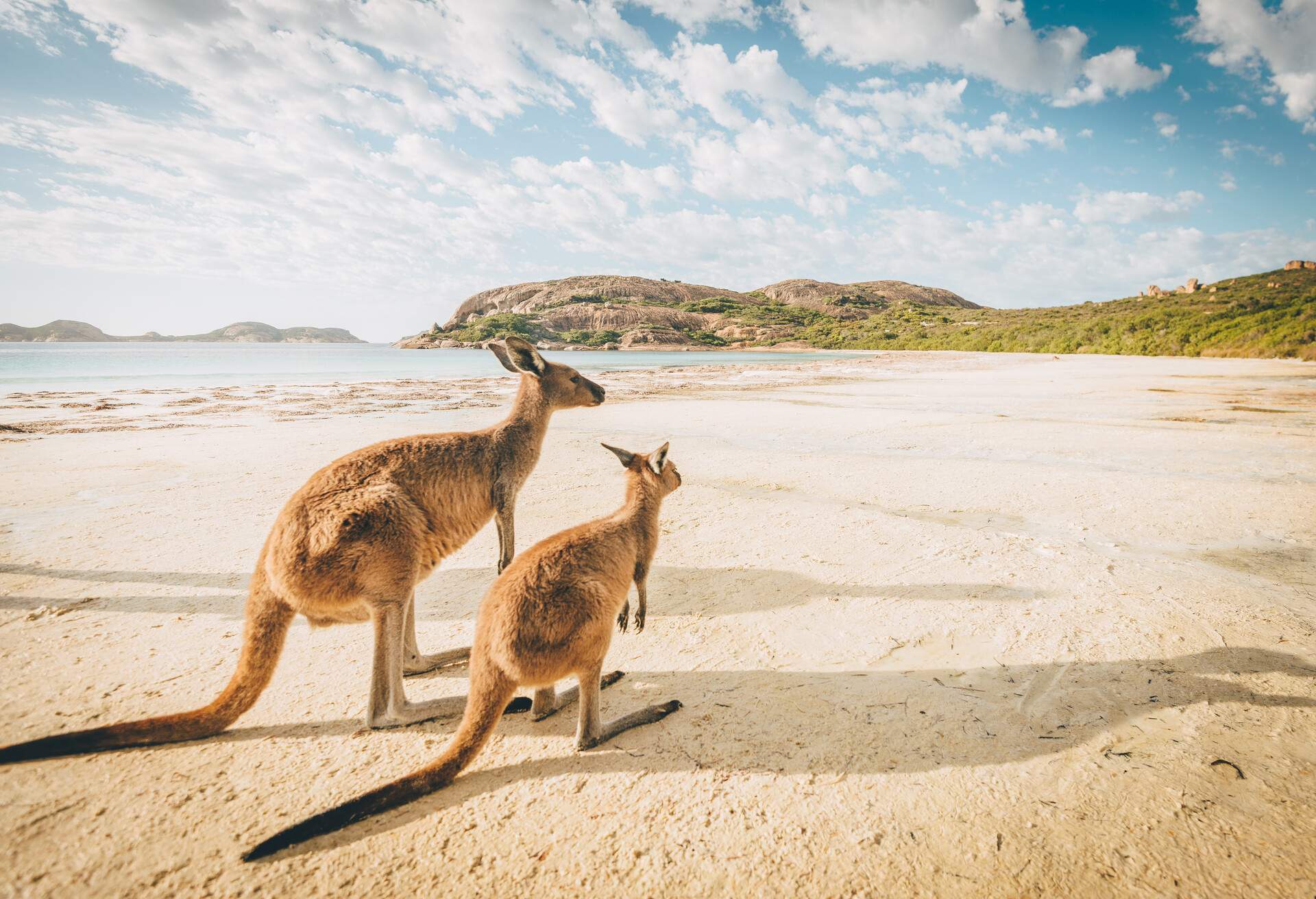 A weird and wonderful account of Australian animals - KAYAK
