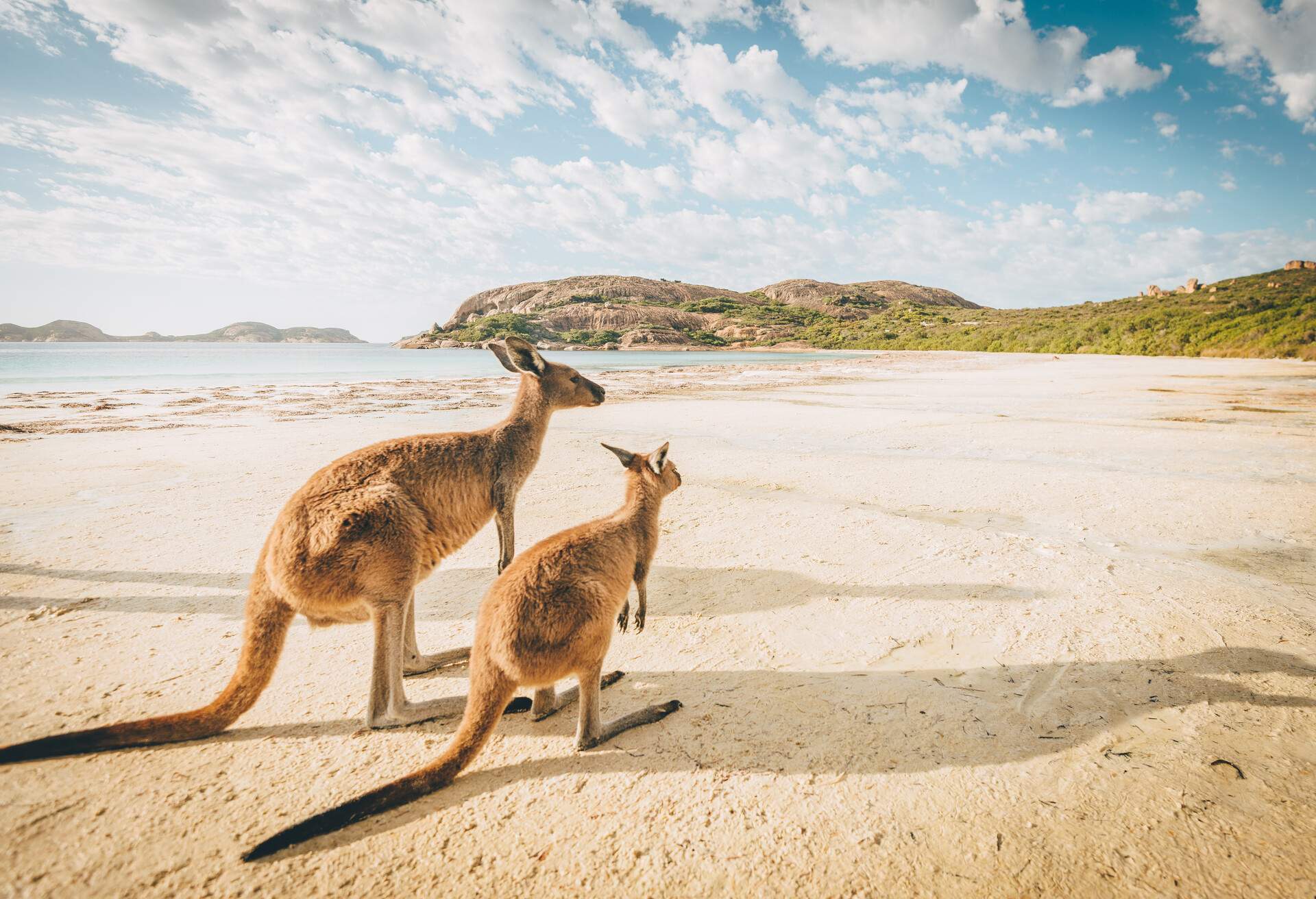 DEST_AUSTRALIA_LUCKY_BAY_BEACH_KANGAROOS_GettyImages-812324870.jpg