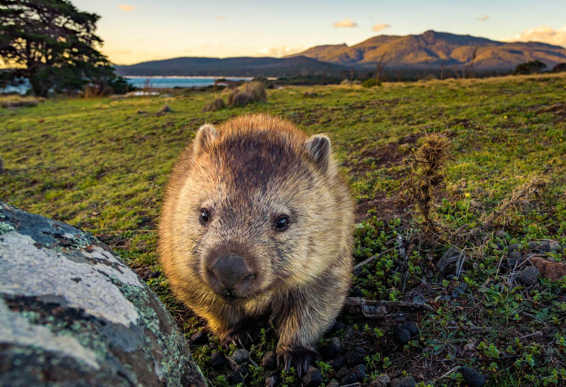 AUSTRALIA_TASMANIA_THEME_NATURE_WOMBAT