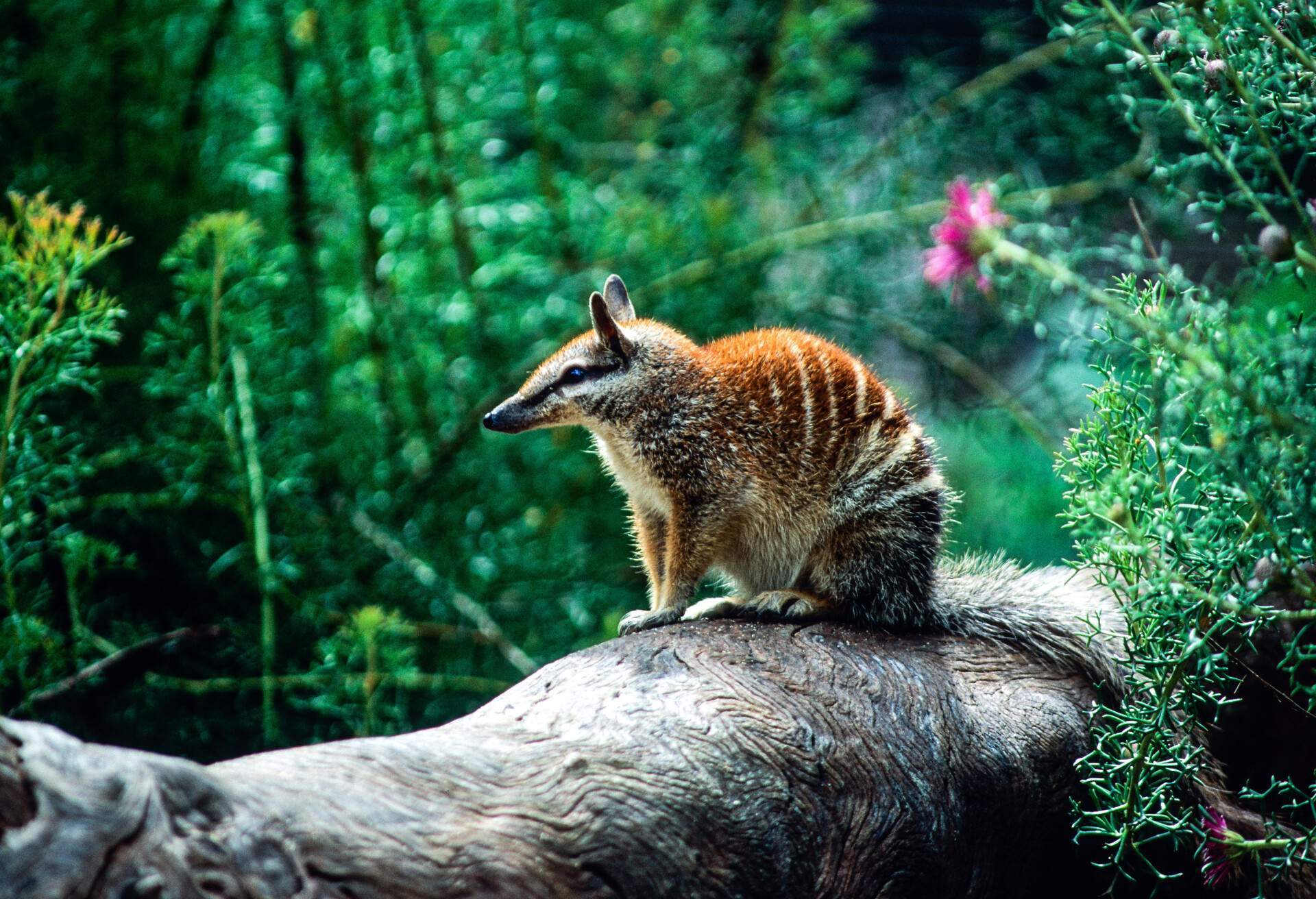 NATURE_NUMBAT