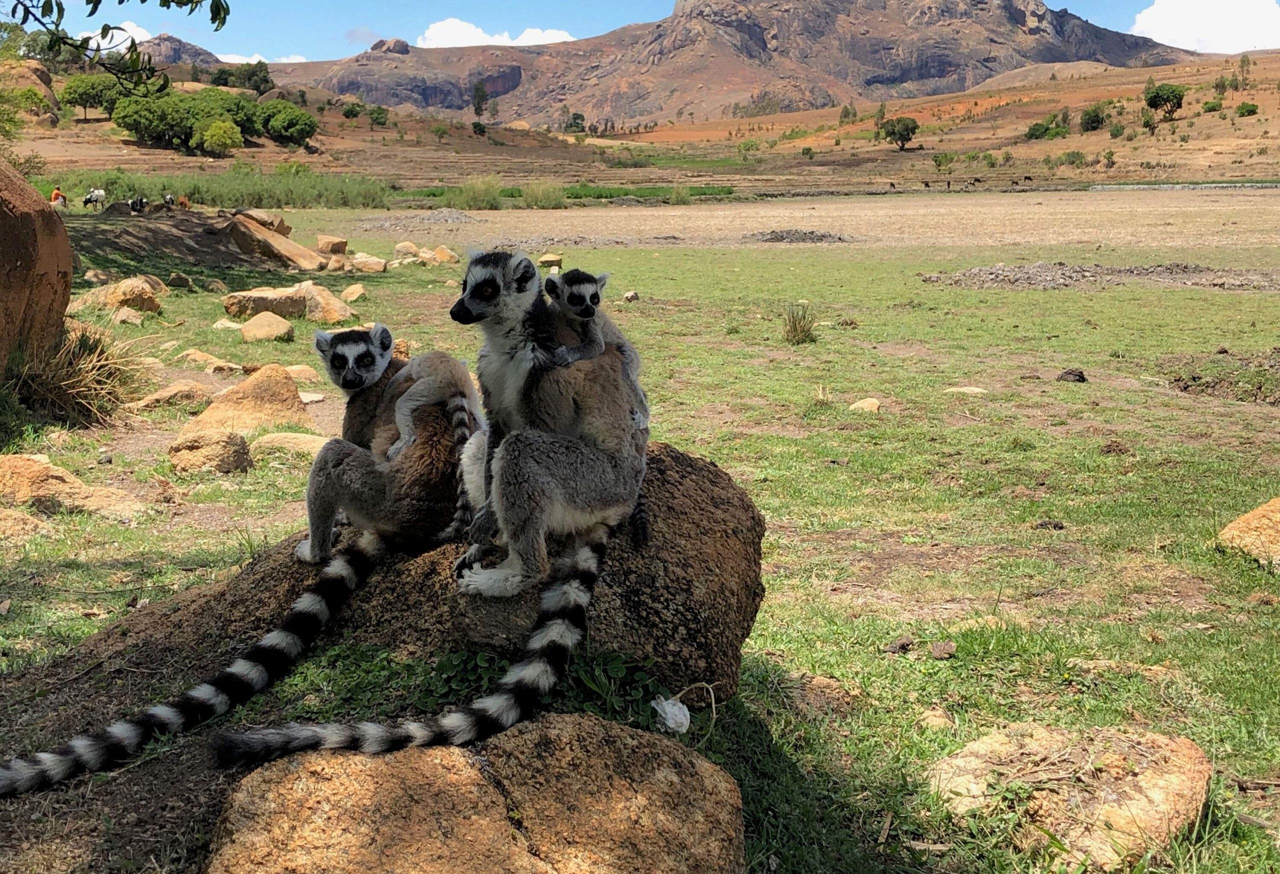 A family of lemurs sit on a rock under a shade with views of a mountainous terrain in the distance.