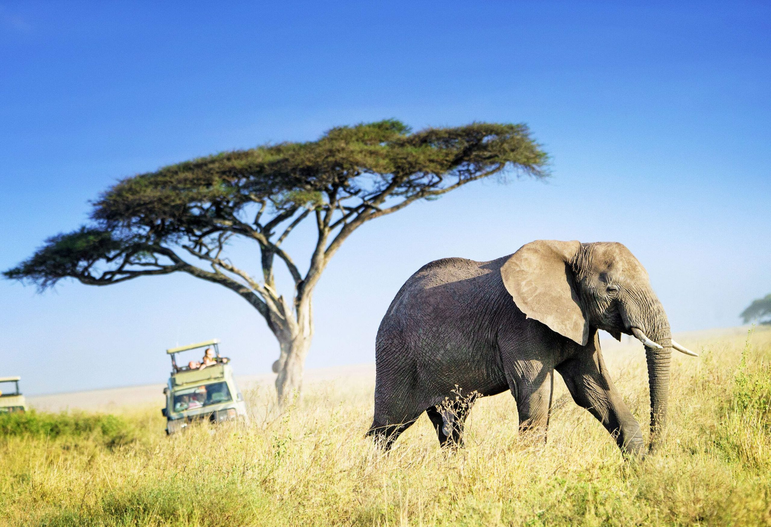 A magnificent African elephant moves smoothly across the vast plains, followed by two jeeps, with a lone tree standing tall in the backdrop.