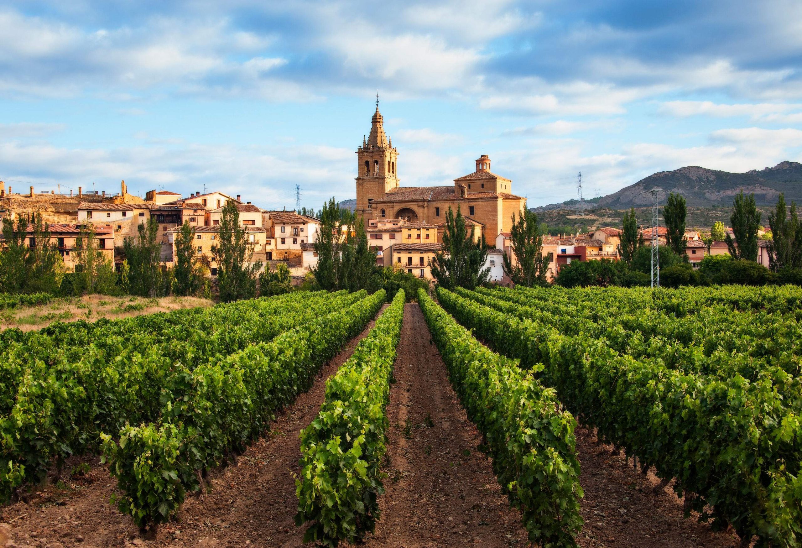 Rows of green plants and a view of a church in the centre among the classic houses and buildings of an old town.