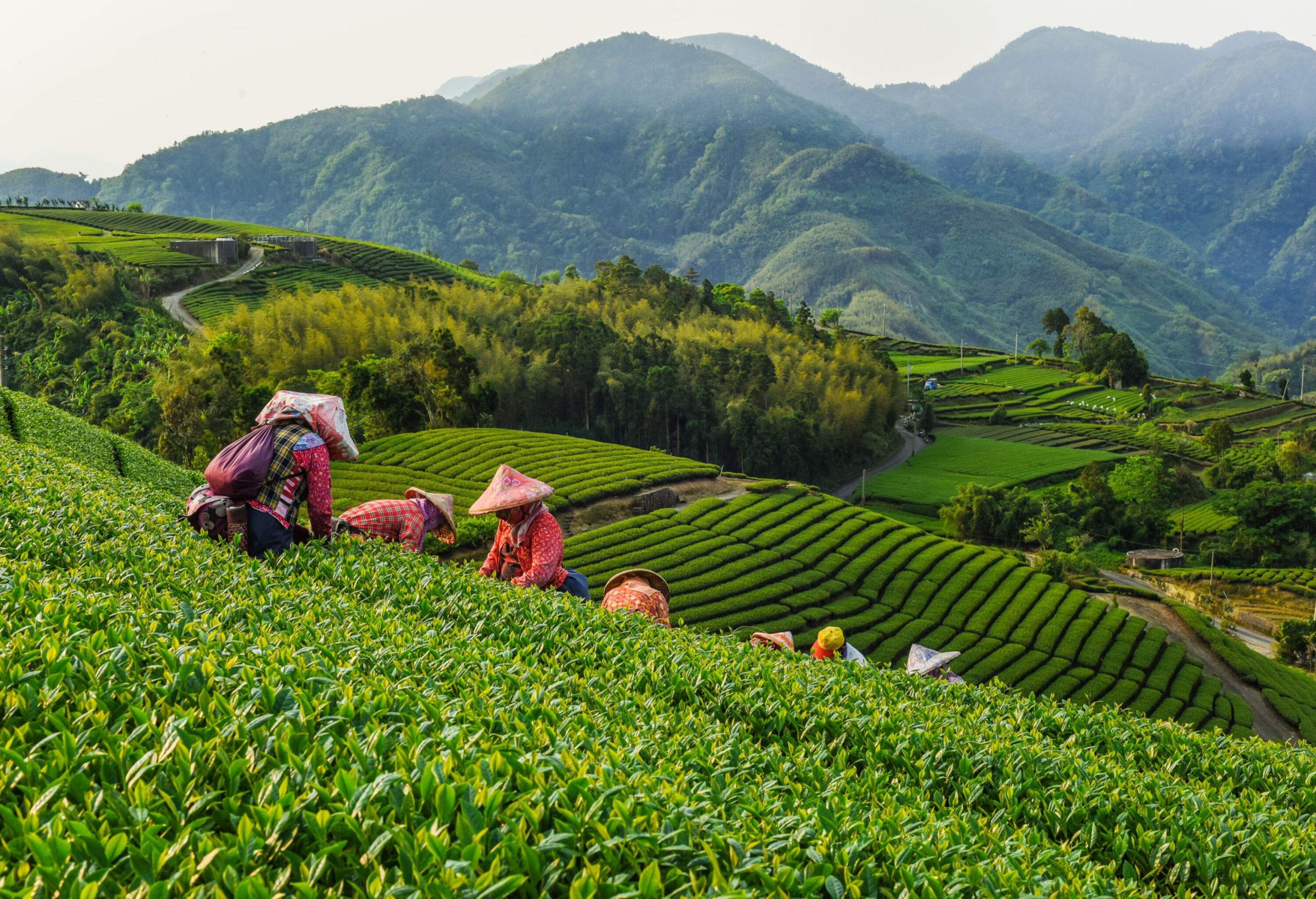 People harvest tea leaves on rolling hills planted with tea plants overlooking forested mountains.