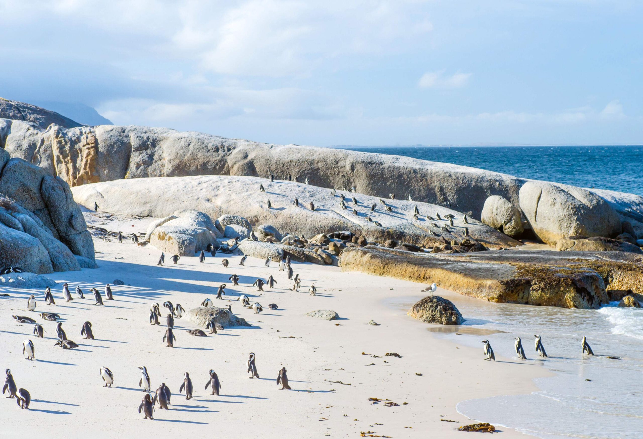 Penguins scurrying across the white sand and boulders across the beach.
