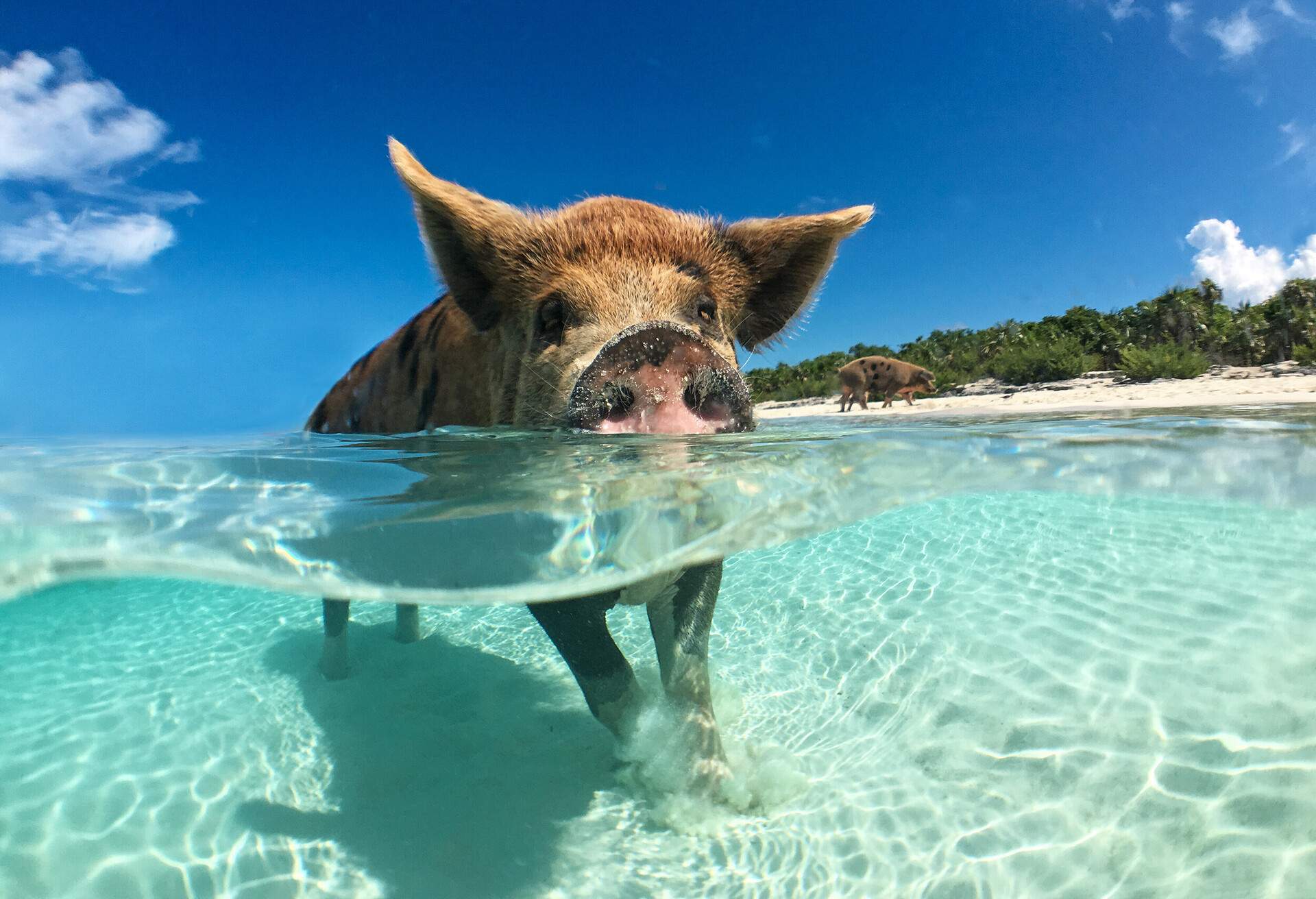 Wild, swimming pig on Big Majors Cay in The Bahamas