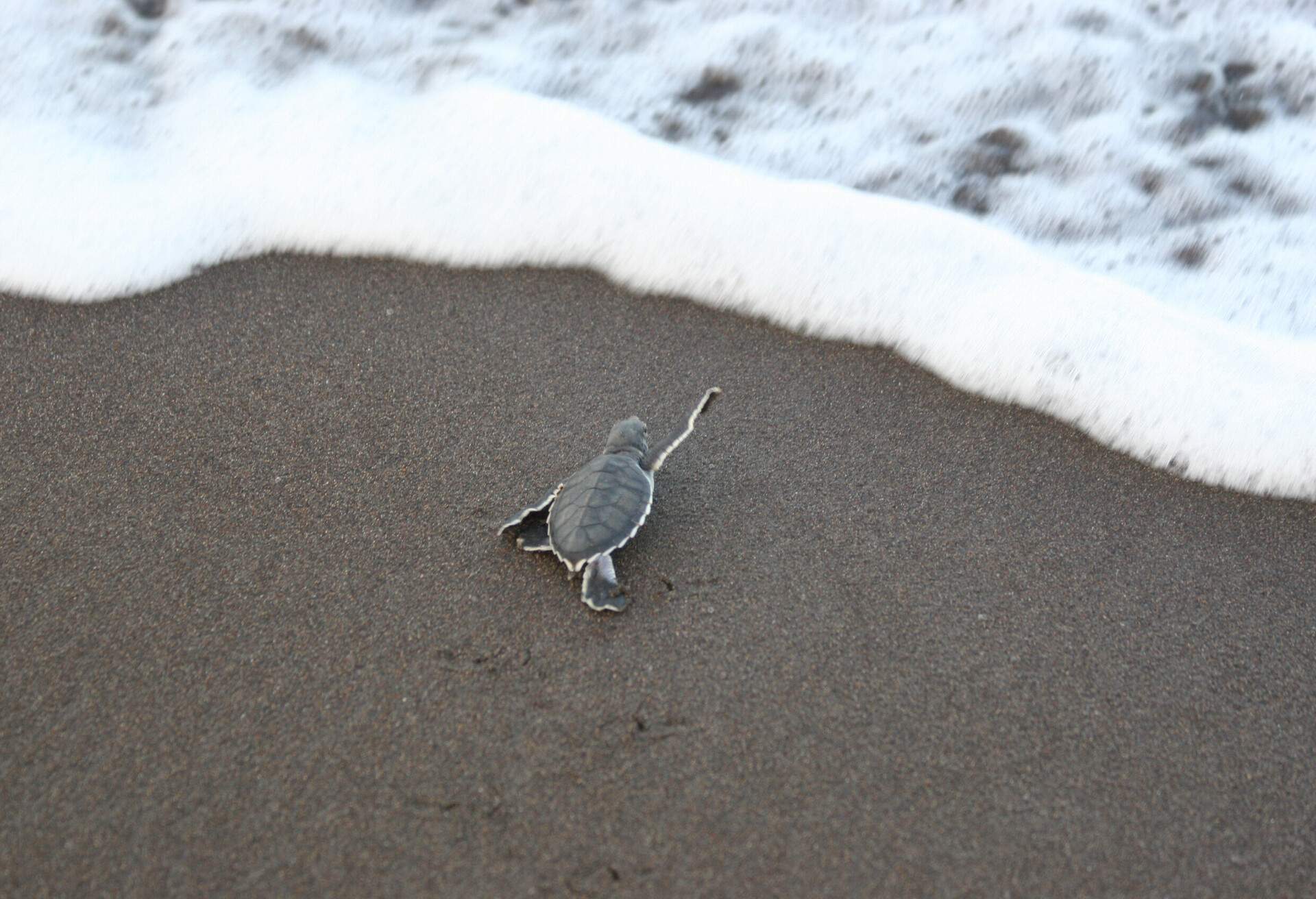 A baby turtle crawls on black sand towards the ocean waves.