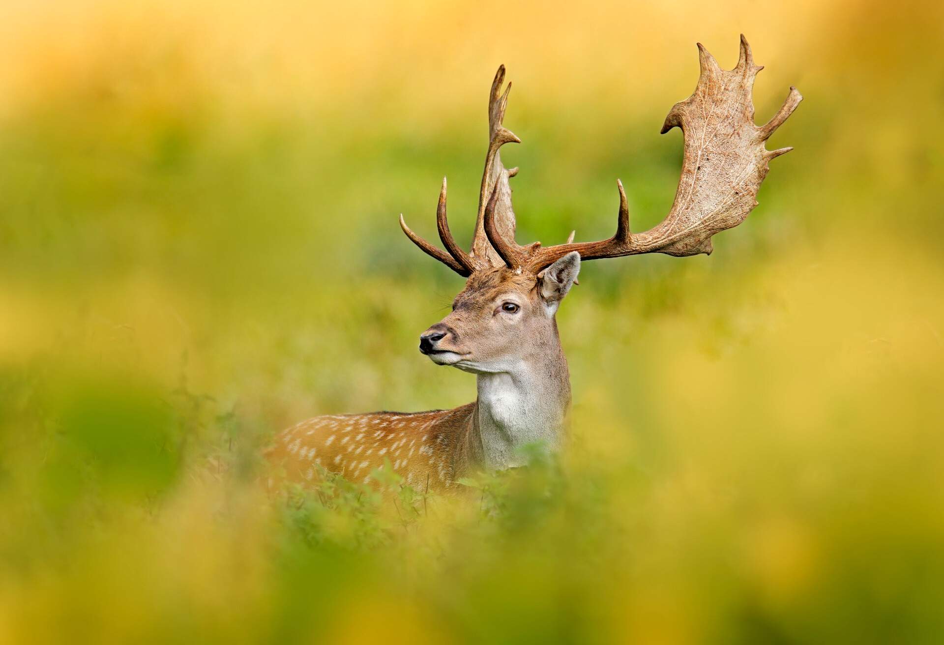 A deer standing on a green meadow. 