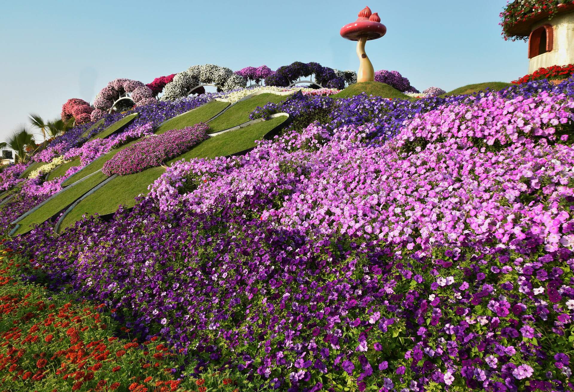 Bright flowers cover the slope in this portion of the Dubai Miracle Garden.