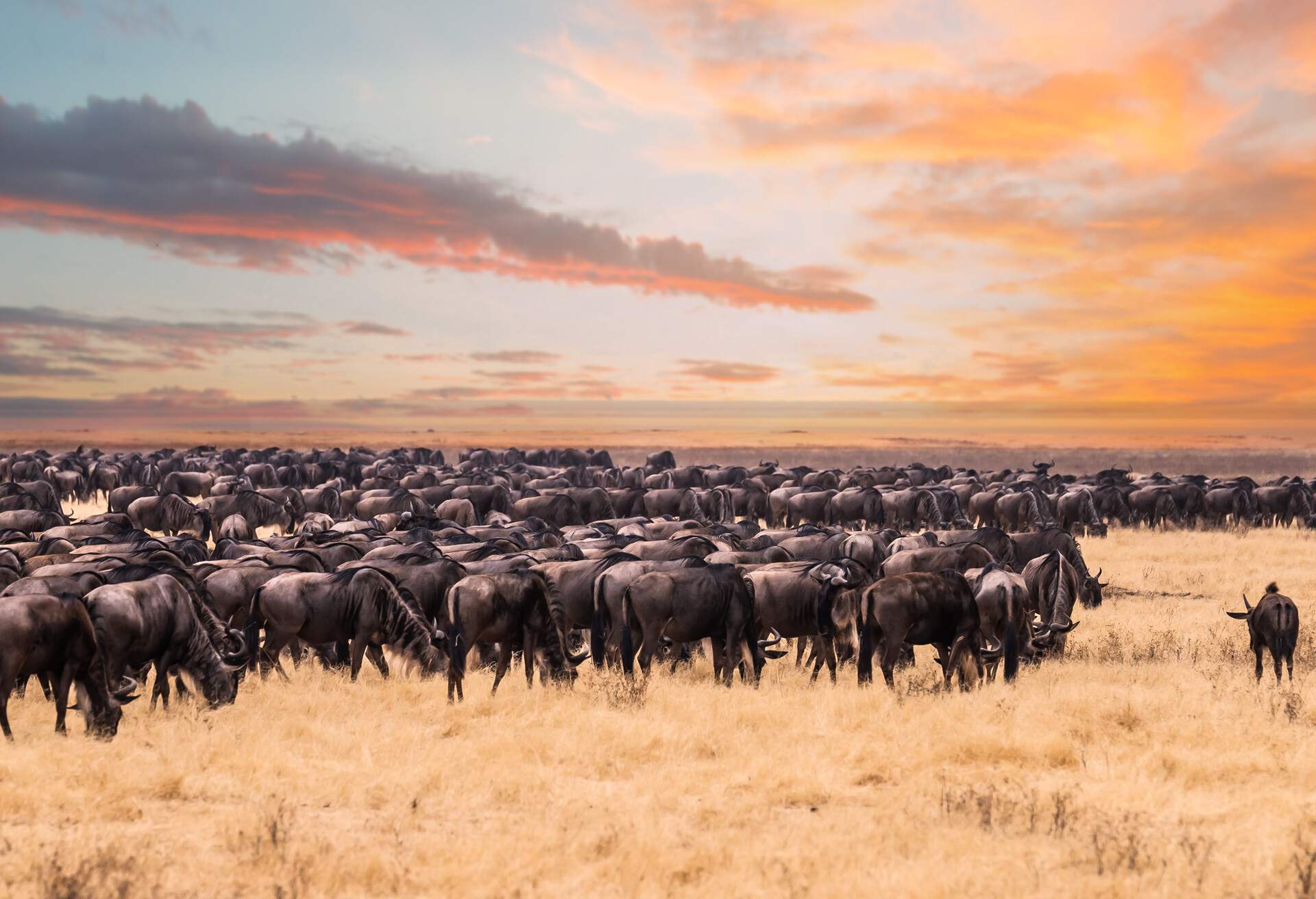 Wildebeest migration game drive safari in Serengeti national park ,Tanzania