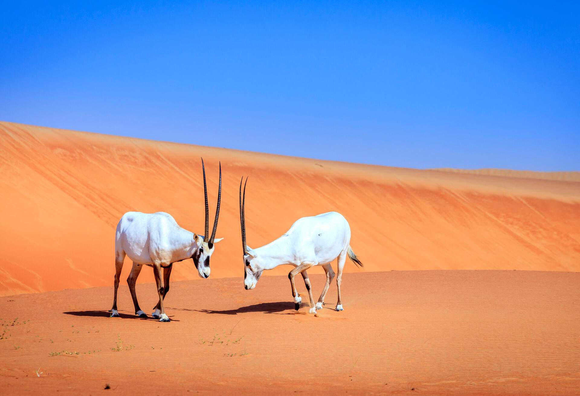 Two white arabian antelopes standing head to head in the orange desert