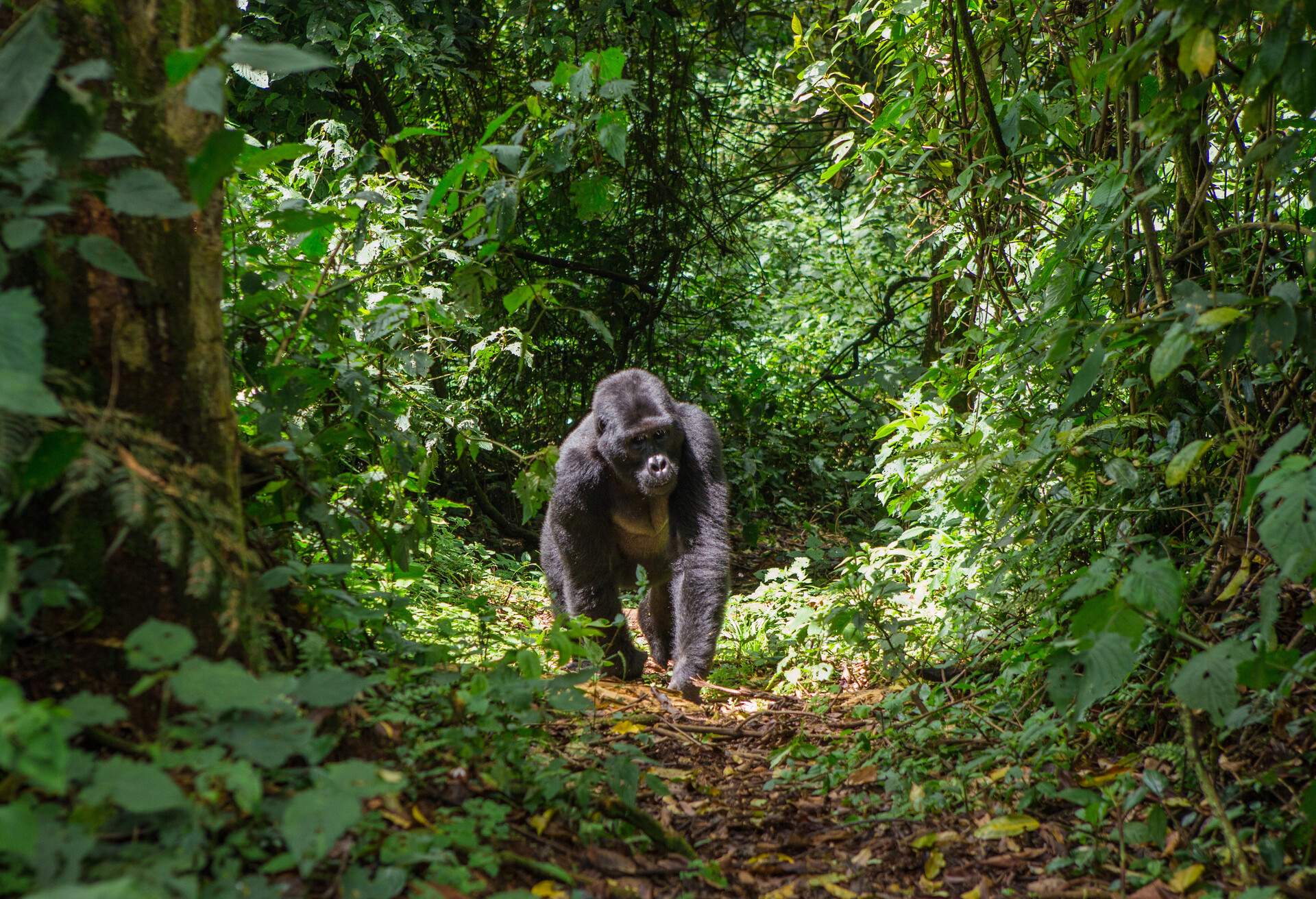 Mountain gorillas in the rainforest. Uganda. Bwindi Impenetrable Forest National Park. An excellent illustration.; Shutterstock ID 355162442