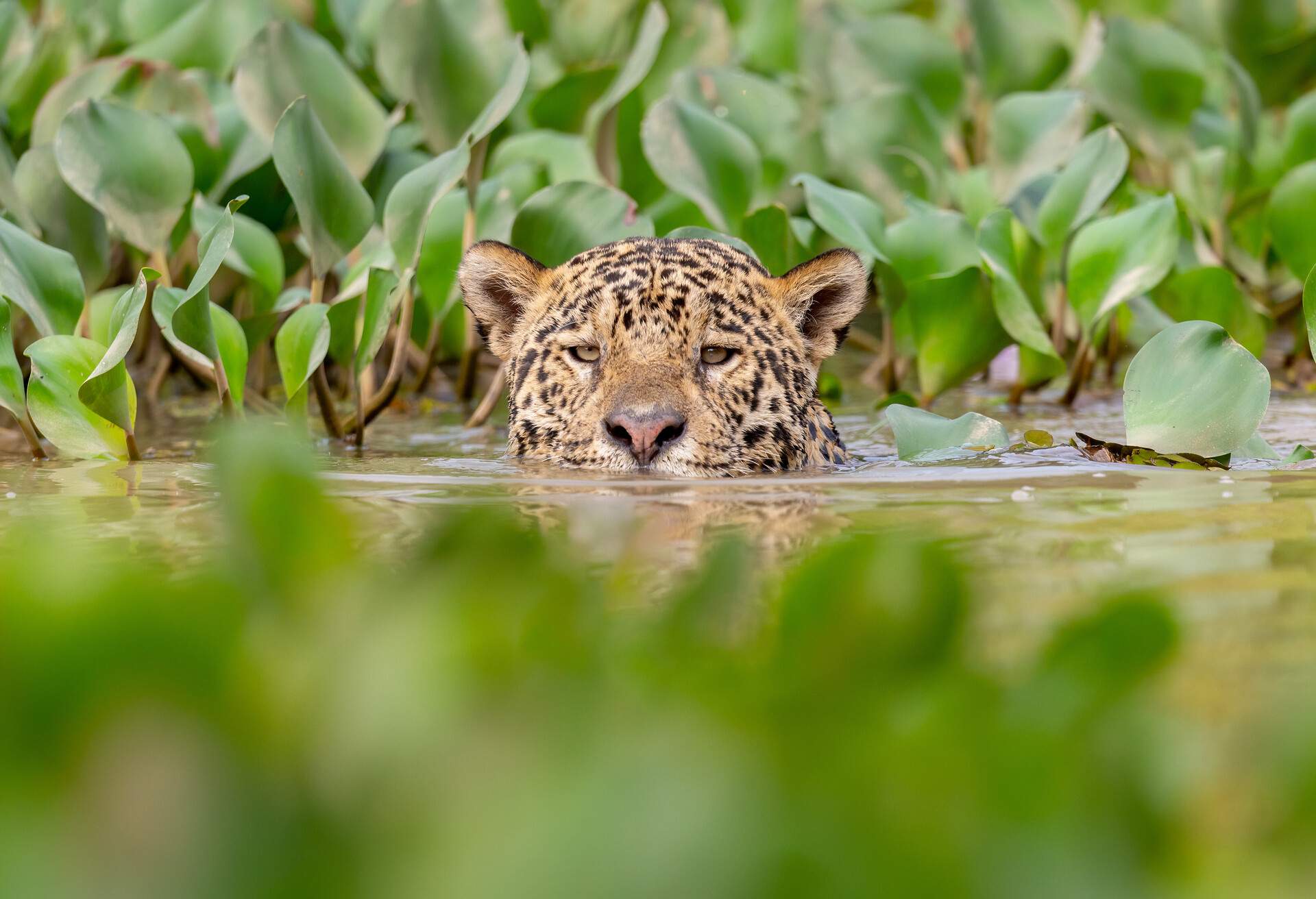 Jaguars are excellent swimmers and they like doing that when they are hunting