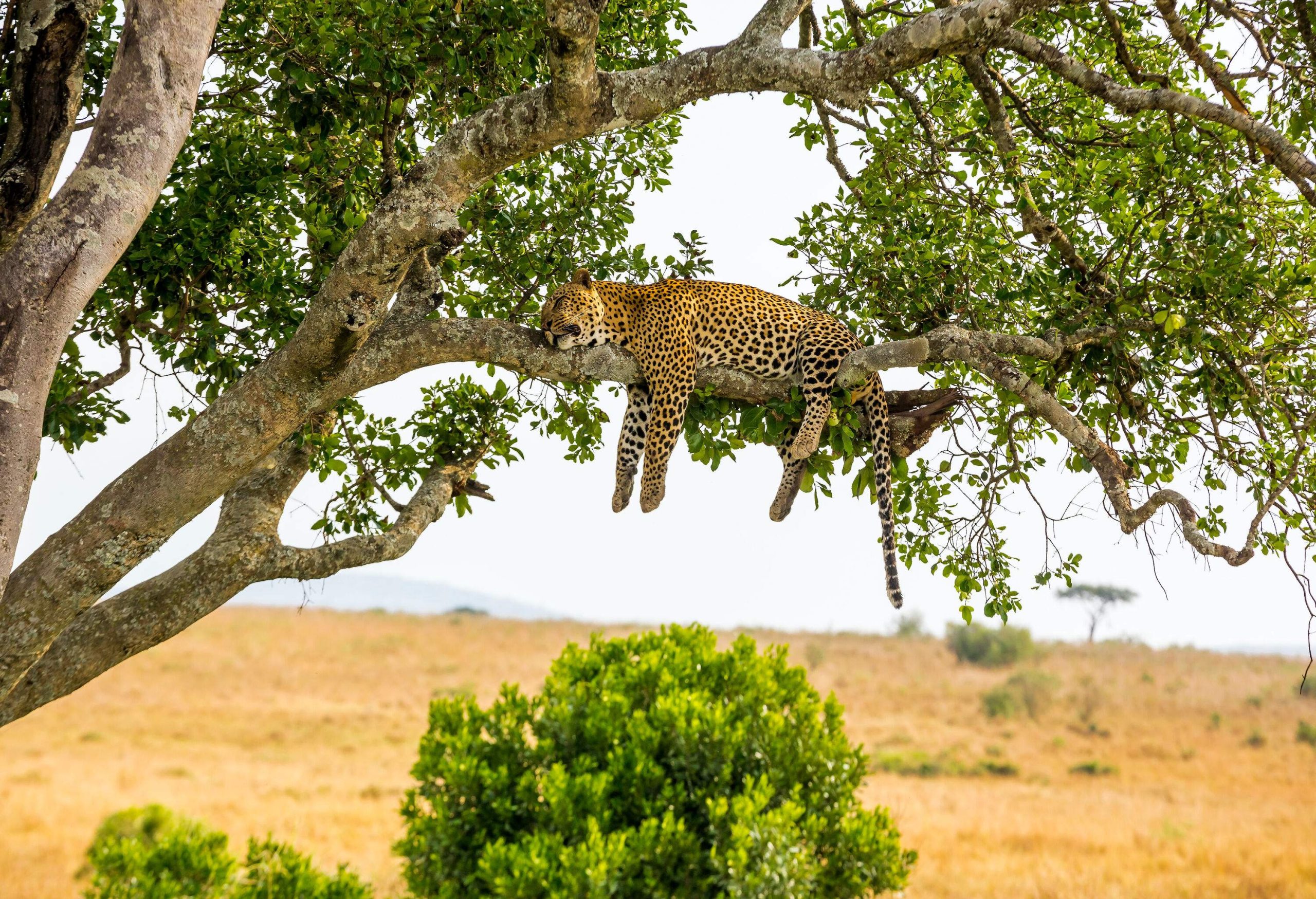 A sleeping leopard on a tree branch.