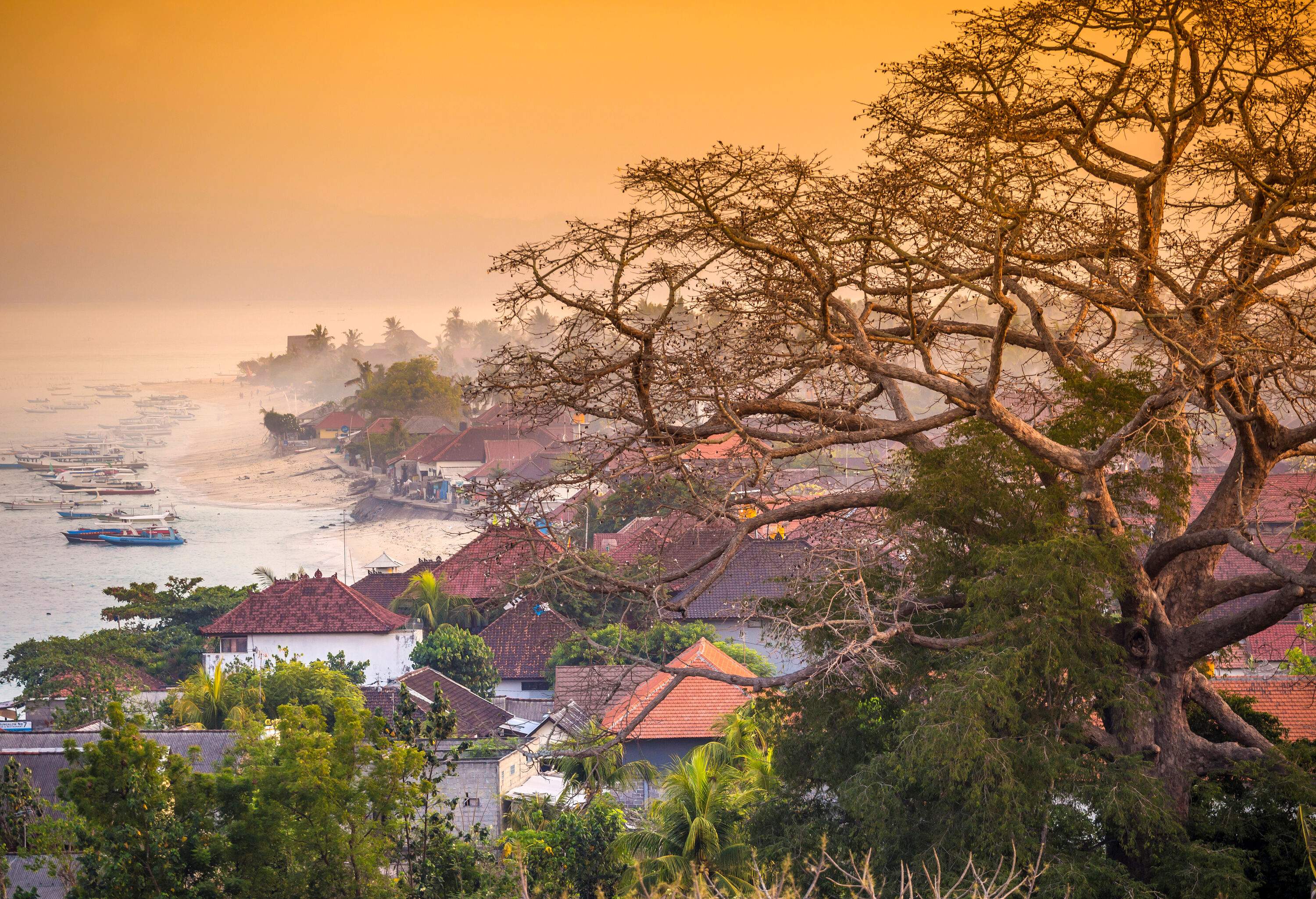 A huge bare tree on a hill overlooks a coastal village along a beach with docked fishing boats.