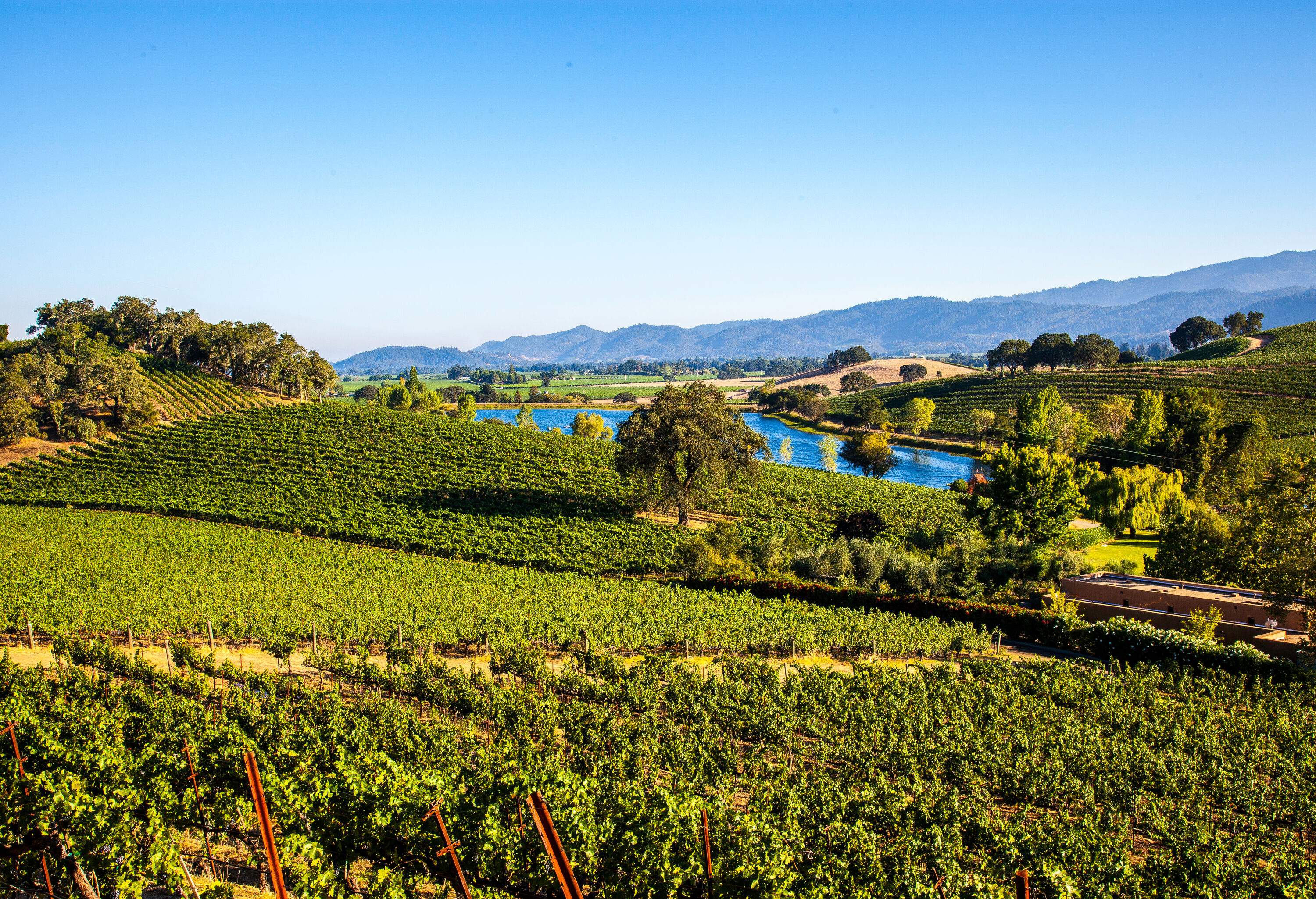 Vineyard and a pond on a sloping plain.