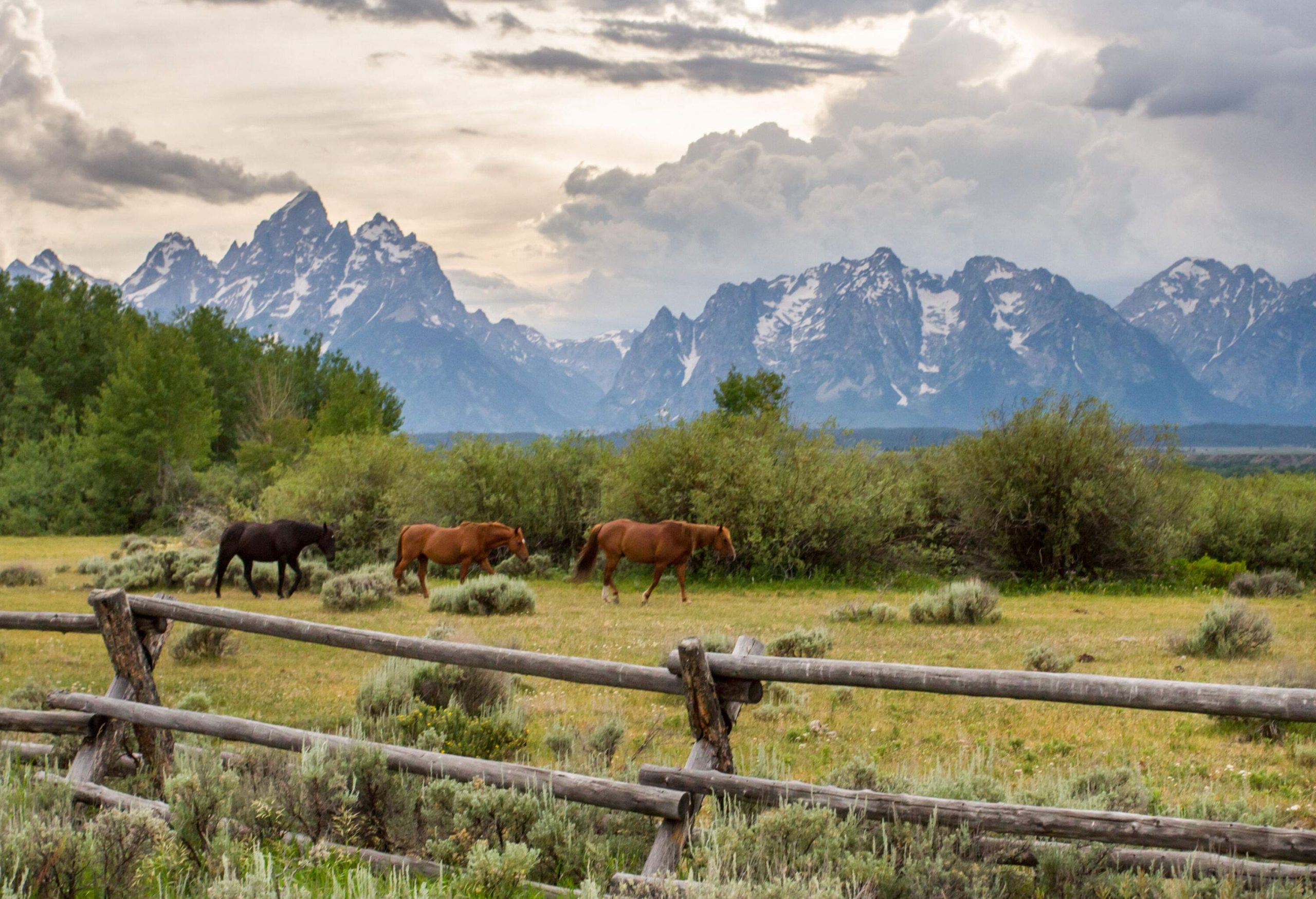 Three horses walk in the ranch, guarded by an old wood fence with a view of a stunning snow-capped mountain range in the background.