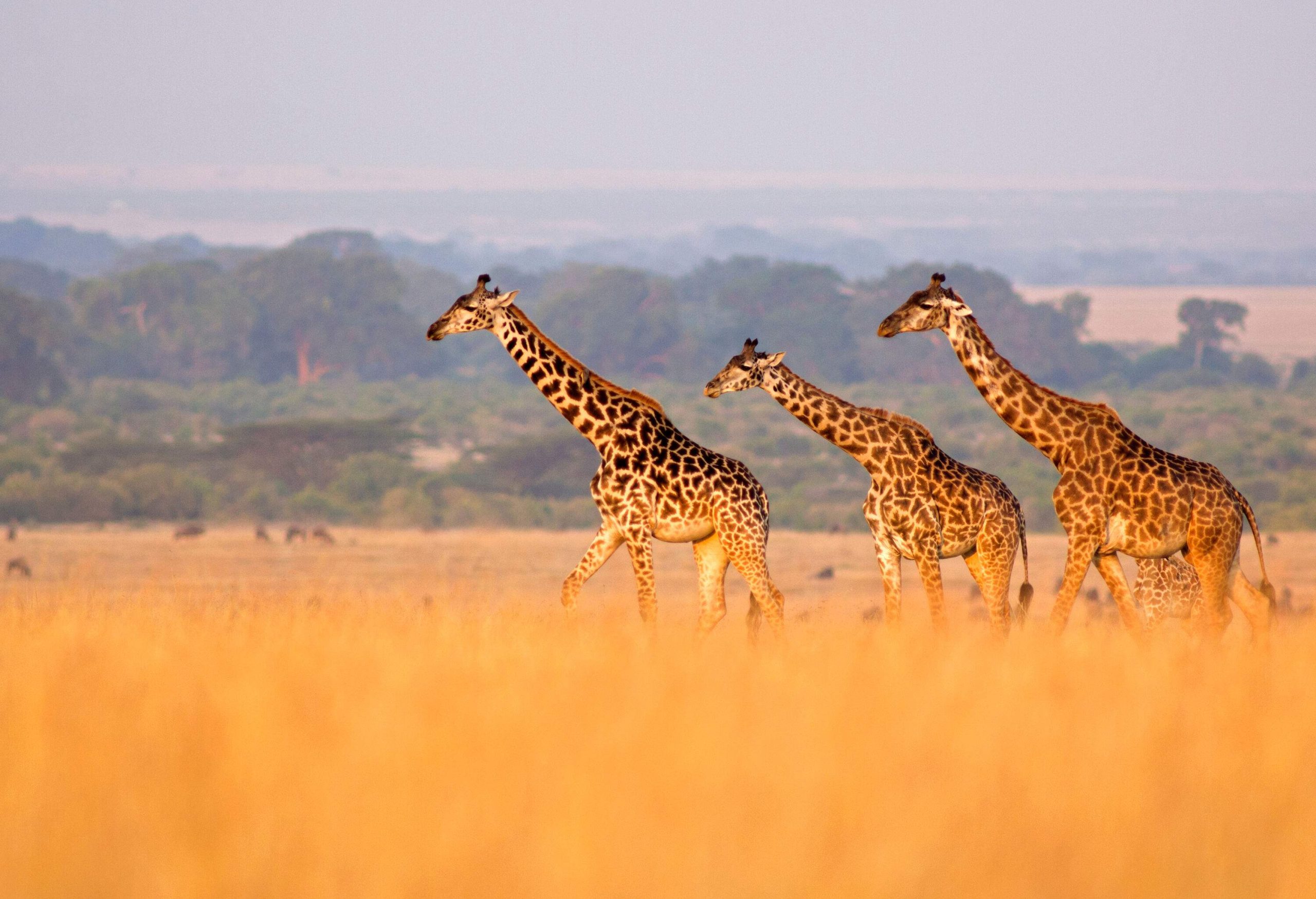 Three towering giraffes in a classic safari setting.