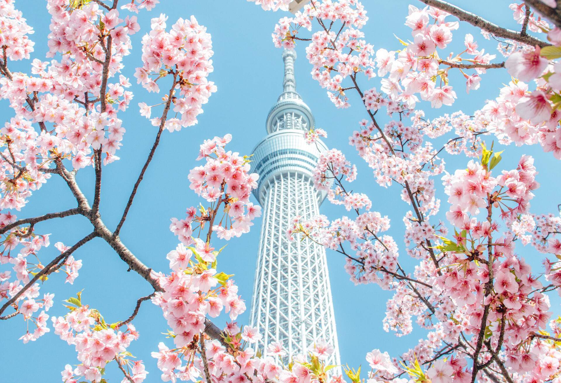 best tour places in japan