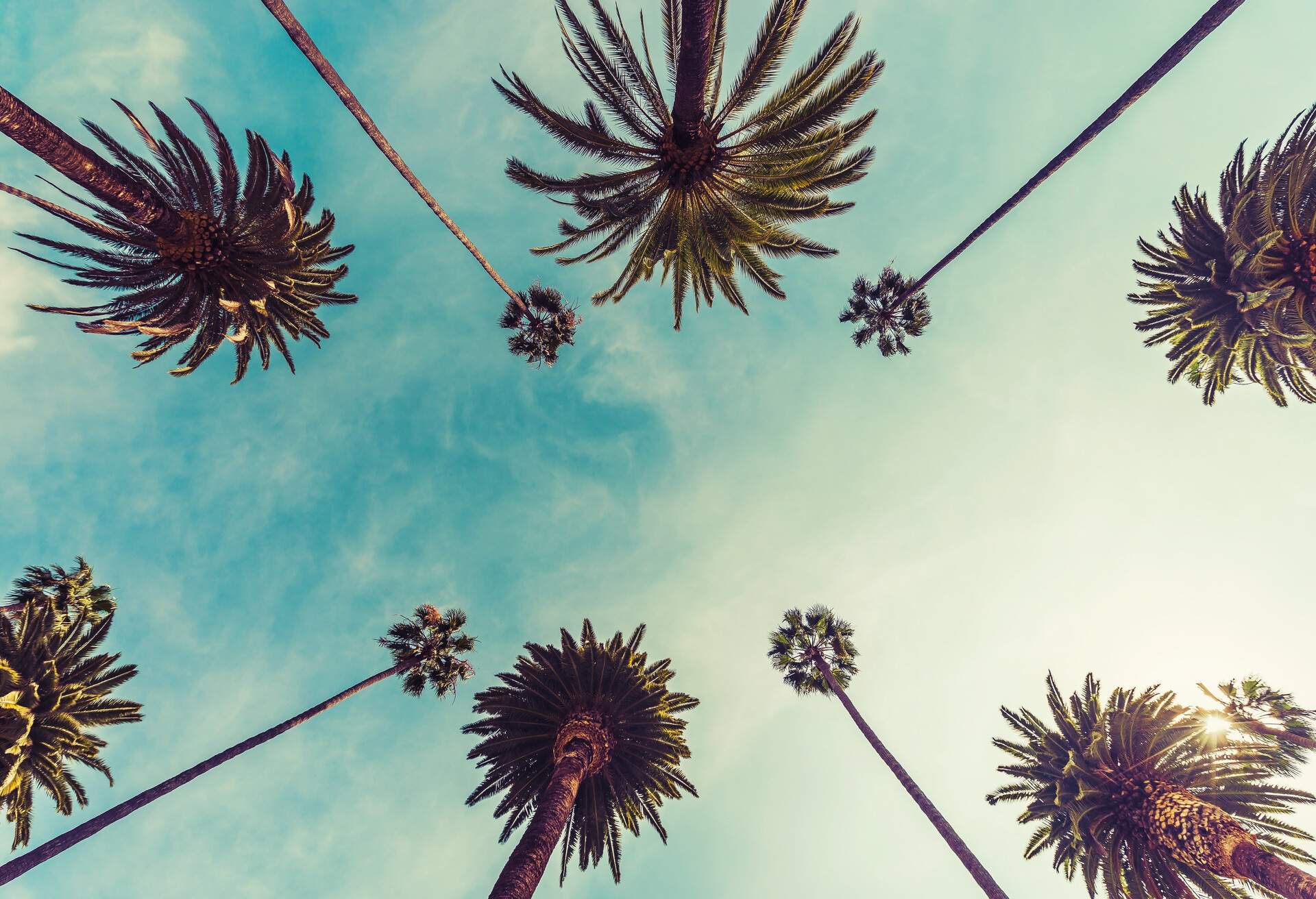 An upward view of tall and short palm trees from below protruding into the sky.